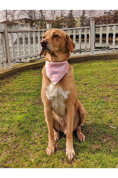 UTDpet Daydream Standard Dog Collar Set and Accessories (with scarf and bow tie)