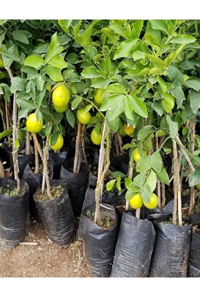 DOĞA FİDANCILIK ( 3 Adet ) Aşılı Yediveren Mayer Limon Ağacı Fidanı 3 Yaş