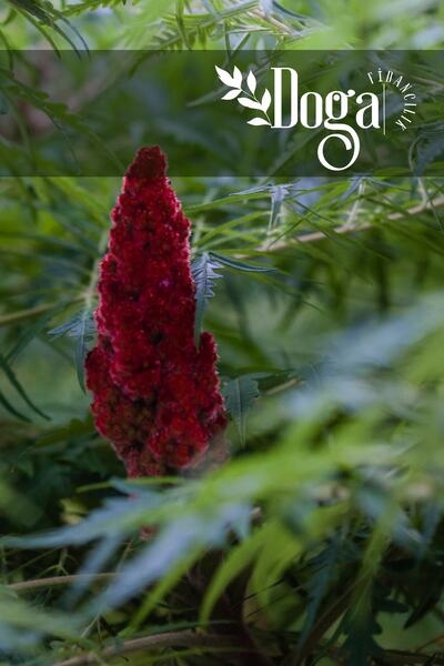 DOĞA FİDANCILIK Top Sumak Ağacı Fidanı 3 Yaş