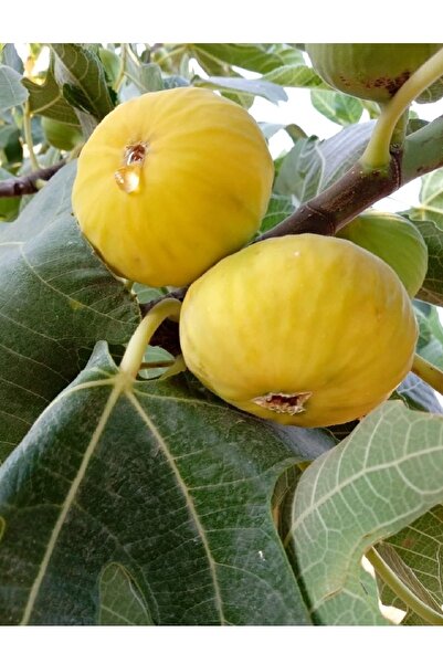 DOĞA FİDANCILIK ( 7 Adet ) Yediveren Sarı Lop Incir Fidanı 3 Yaş