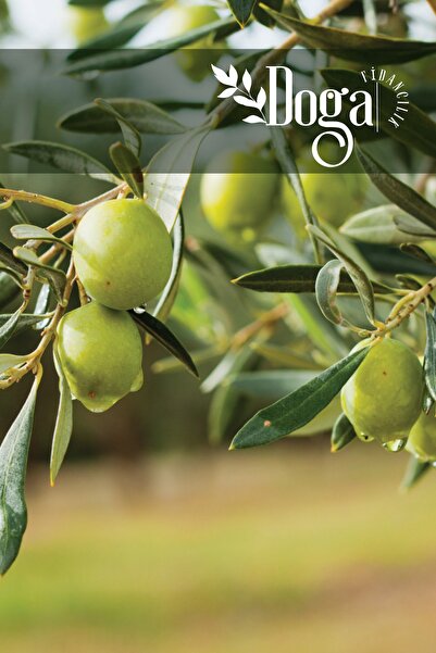 DOĞA FİDANCILIK Gemlik Trilye Zeytin Fidanı 2 Yaş