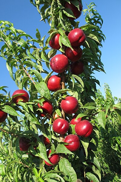 DOĞA FİDANCILIK ( 2 Adet ) Aşılı Nektarin Fidanı ( Tüysüz Şeftali ) 3 Yaş