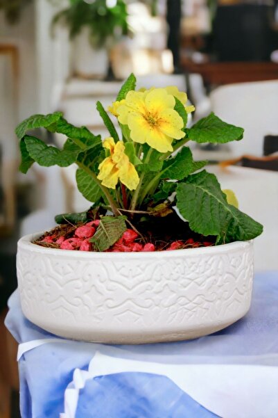 Kaktüs Saksı Dünyası El Yapımı Saksı Beyaz Premium Kalite Dekoratif Saksı Mod...