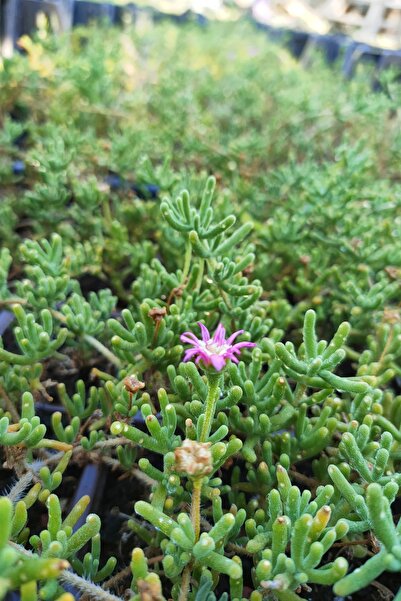 Serra Gardens Acem Halısı Fidesi 10 Adet Çiçek Açan Yer Örtücü Bitki Mezem