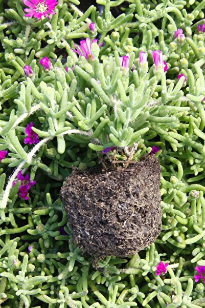 Serra Gardens Acem Halısı Fidesi 10 Adet Çiçek Açan Yer Örtücü Bitki Mezem