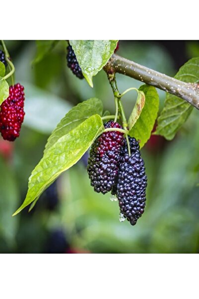 DOĞA FİDANCILIK ( 2 Adet ) Aşılı Yediveren Siyah ( Kara ) Dut Fidanı 3 Yaş
