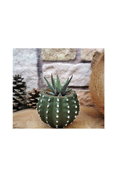 Hemdeucuz Beton Kaktüs Saksı