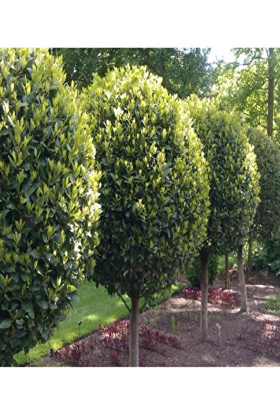 DOĞA FİDANCILIK ( 2 Adet ) Defne Ağacı Fidanı 1 Metre