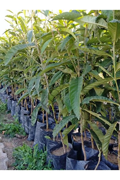 DOĞA FİDANCILIK ( 3 Adet ) Tüplü Malta Eriği ( Yenidünya ) Fidanı 3 Yaş