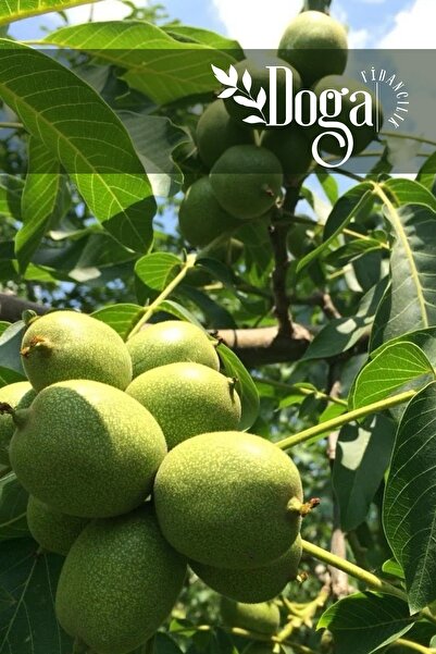 DOĞA FİDANCILIK Aşılı Sertifikalı Chandler Ceviz Fidanı 3 Yaş