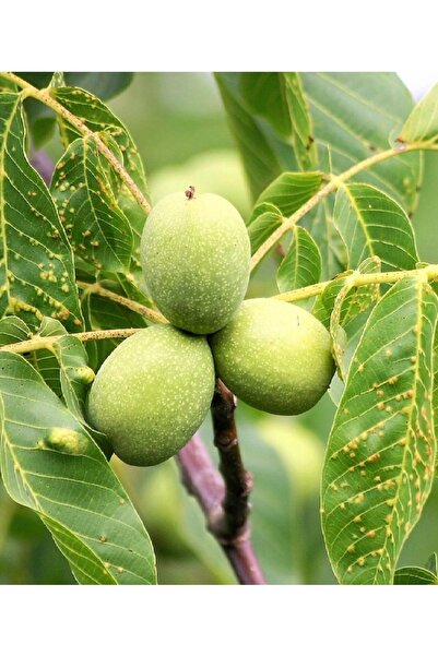 DOĞA FİDANCILIK ( 2 Adet ) Aşılı Sertifikalı Chandler Ceviz Fidanı 3 Yaş