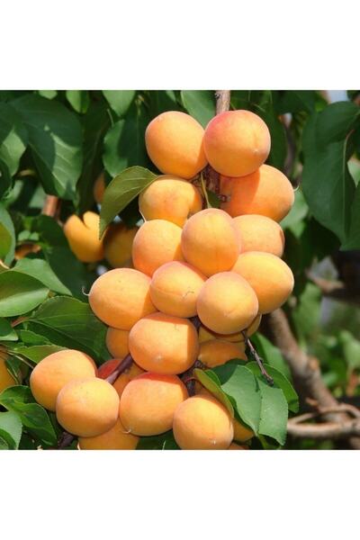 damla su çiçek Tüplü Aşılı Şekerpare Kayısı Fidanı(KAYISI AĞACI)