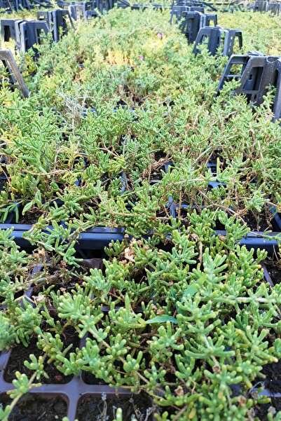 Serra Gardens Acem Halısı Fidesi 10 Adet Çiçek Açan Yer Örtücü Bitki Mezem