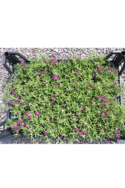 Serra Gardens Acem Halısı Fidesi 10 Adet Çiçek Açan Yer Örtücü Bitki Mezem