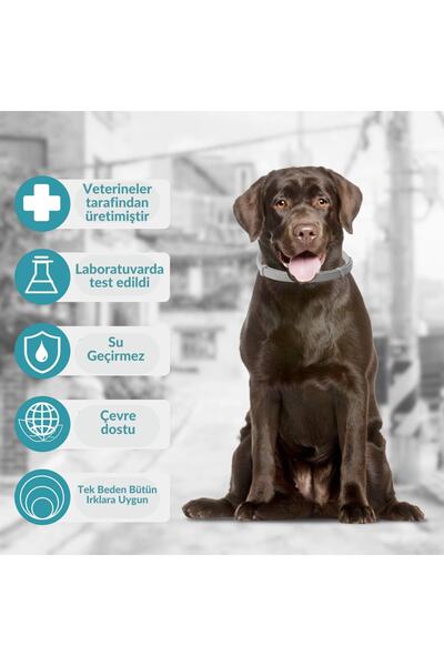 Genel Markalar Köpekler için Pire Tasması 7 Aya Kadar Koruma Bitkisel %100 Doğal Parazit Önleyici