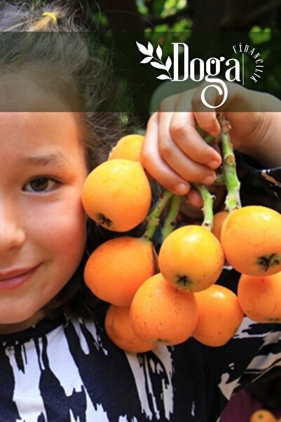 DOĞA FİDANCILIK Tüplü Malta Eriği ( Yenidünya ) Fidanı 3 Yaş