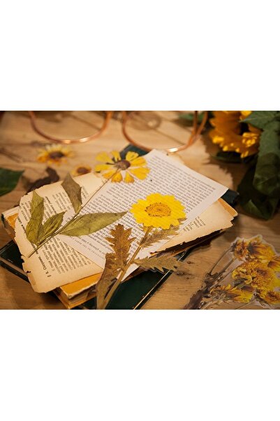 SF SCRAPBOOK KIRTASİYE Vintage Dried 6 Pieces Flower Pet Sticker/decal/label/journal/scrapbook