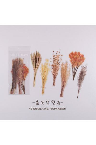 SF SCRAPBOOK KIRTASİYE Vintage Dried 6 Pieces Flower Pet Sticker/decal/label/journal/scrapbook