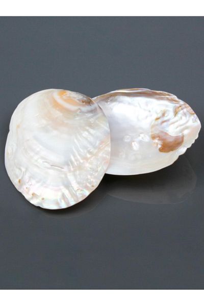 MARANKİ Pearl Oyster Shell Incense Burner