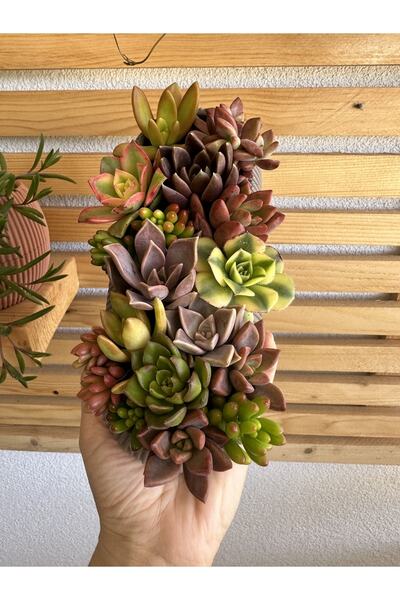 NAREBOTANİK Sukulent Aranjman New