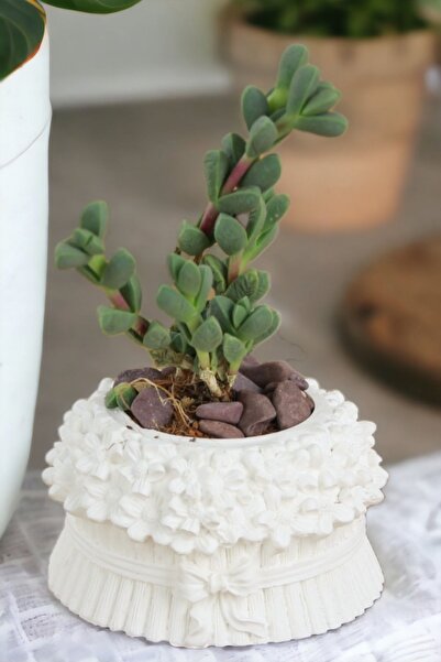 Kaktüs Saksı Dünyası El Yapımı Saksı Beyaz Dekoratif Saksı Küçük Boy Model 3