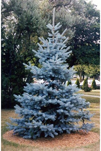 LADİN Mavi Fidanı / 40 Cm (picea Pungens)