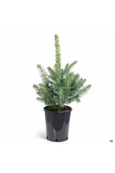 LADİN Mavi Fidanı / 40 Cm (picea Pungens)