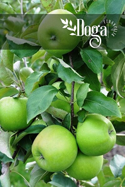 Genel Markalar Aşılı Yeşil Elma ( Granny Smith ) Fidanı 3 Yaş