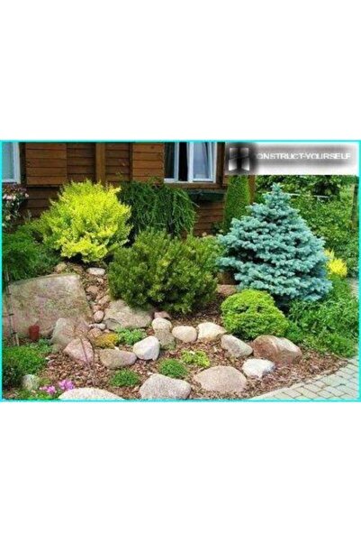 LADİN Mavi Fidanı / 40 Cm (picea Pungens)