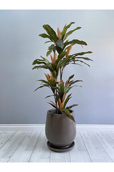 odka Armut Model Saksı H: 40cmx32cm Tabaklı Vizon Renk