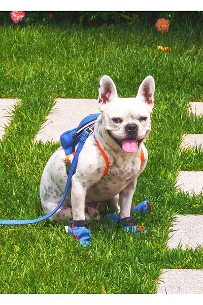 MAXSTYLESPET Pet Shoes Blue - Waterproof Walking Shoes For Cat Dog