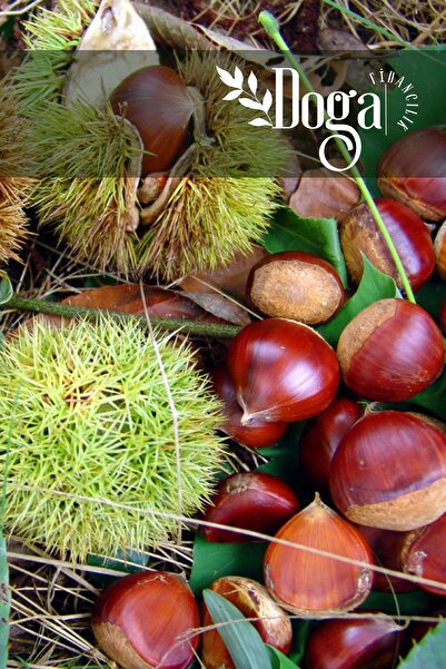 DOĞA FİDANCILIK Tüplü Bursa Osmanoğlu Kestane Fidanı 3 Yaş