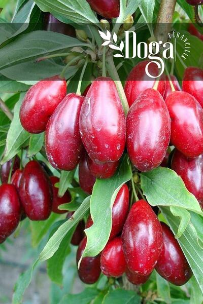 DOĞA FİDANCILIK Tüplü Anadolu Kızılcık Fidanı 3 Yaş