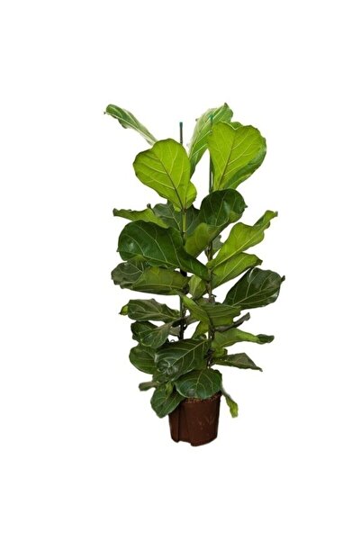 BİTKİ TASARIMI Ficus Lyrata (KEMAN YAPRAKLI KAUÇUK)-2 Köklü Kauçuk Bitkisi