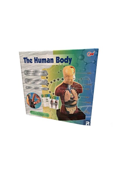 Genel Markalar Insan Vücudu Maket 23 Cm - 3d Eğitim Seti