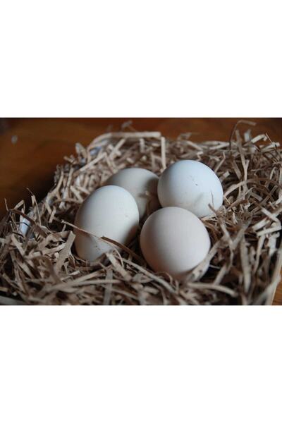 sude hayvancılık SİYAH AUSTRALORP Yumurtası 12adet Yüksek Kalite