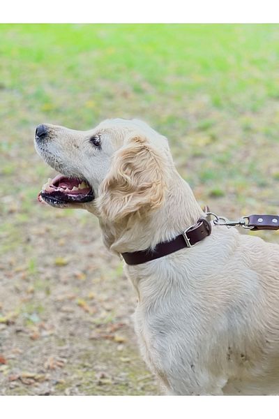 TB Leather Leather Dog Collar - Durability Guaranteed Non-Breakable Collar - Vegetable Tanned Leather Collar
