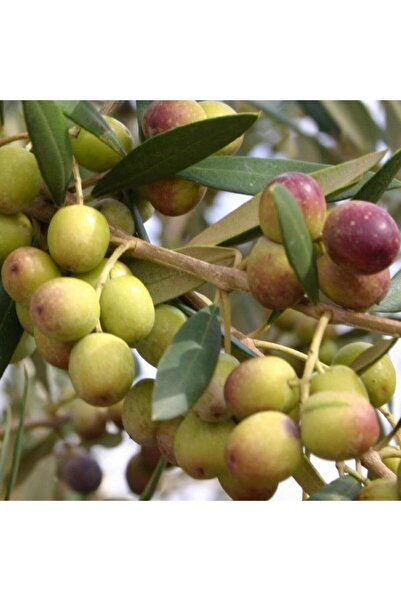 fidanpaketim arbequina ispanya zeytini ağacı Büyük Boy