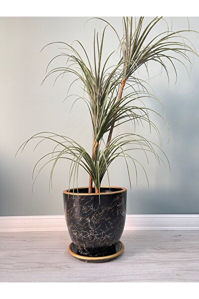 odka 10litre Klasik Saksı Tabaklı Yükseklik:23cm Çap:25cm Lily Siyah Beyaz Gold