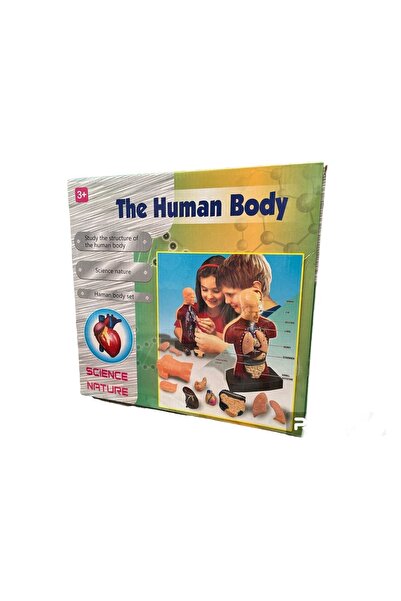 Genel Markalar Insan Vücudu Maket 23 Cm - 3d Eğitim Seti