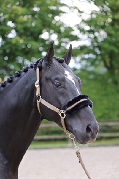 Asi At Yular, Pelüşlü Full