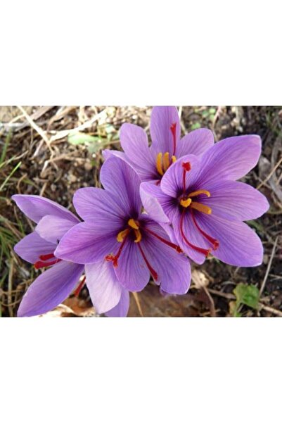 İLAYFİDANCILIK Mor Safran Çiçegi Soganı 5 Adet