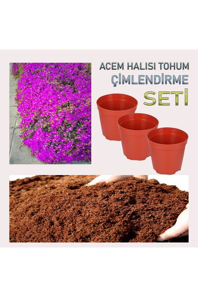 bfalina botanik ACEM HALISI TOHUM ÇİMLENDİRME SETİ (20 ADET ACEM HALISI TOHUM...