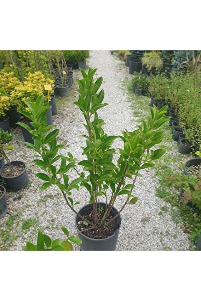 bahçevilya Lisgustrum Kartopu Çiçeği Fidanı 80 - 100 Cm Saksılı