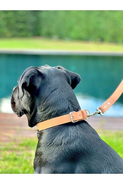 TB Leather Leather Dog Collar