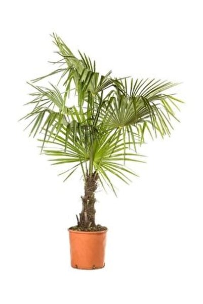 yalova fidan market palmiye agaci fiyati yorumlari trendyol