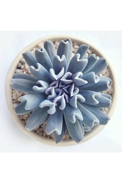 serada decor & plant Echeveria Runyonii Topsy Turvy Sukulent Bitki