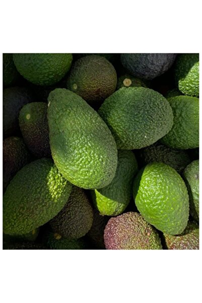 Ecemorganik Veli almaz Avakado Mersin Anamur 8 Adet