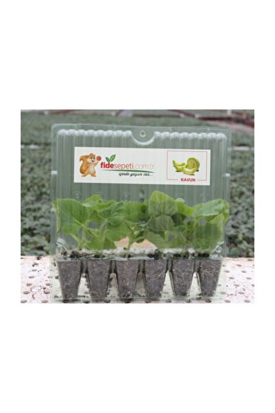 Fide Sepeti Fide Sepeti - KAVUN FİDESİ SEBZE FİDESİ (6LI Ambalaj)