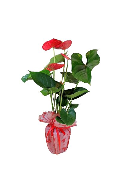 Anthorium Flower 50-60cm